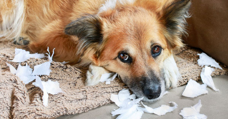 Closeup image of the face of a tan dog with brown eyes and a black nose lying on a beige blanket surrounded by torn pieces of toilet paper